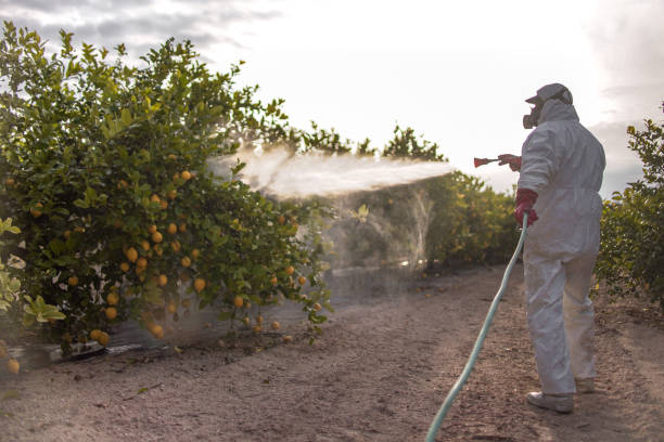 Flea Control Services in Hurley, NM