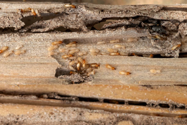 Best Termite Control Services  in Hurley, NM
