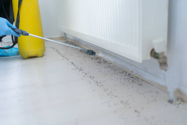 Best Best Pest Control Companies  in Hurley, NM