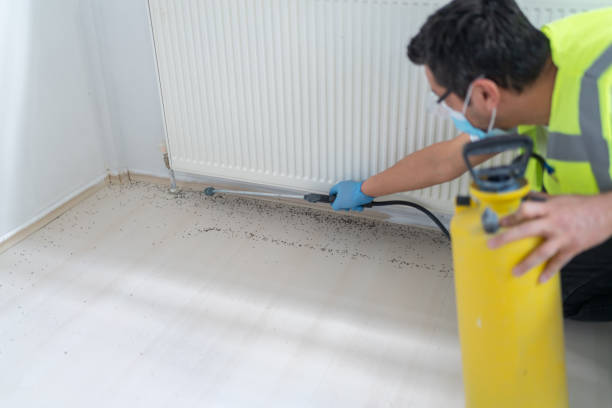 Best Ant Control Services  in Hurley, NM